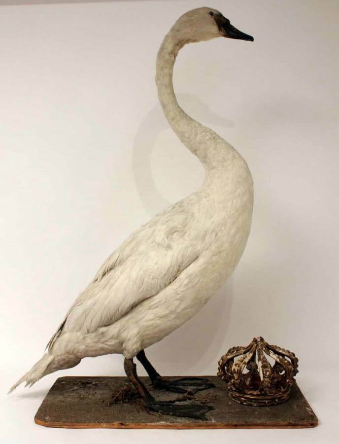 19Th Century Swan