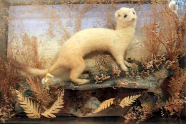 A Victorian Cased Ermine Stoat