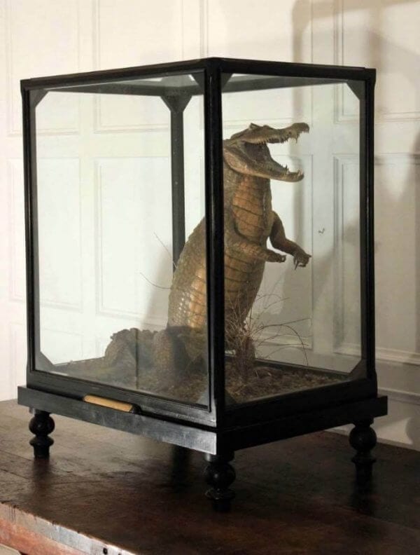 19th Century Cased Crocodile