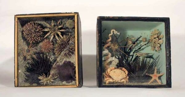 A Rare Pair Of 19Th Taxidermy Ocean Dioramas